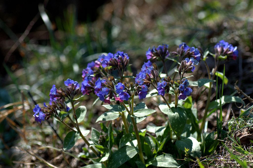 pulmonaria officinalis2.jpg