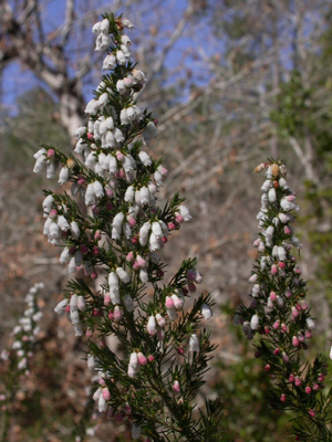 Erica lusitanica infl.10.JPG