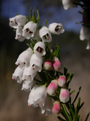 Erica lusitanica infl.76.JPG
