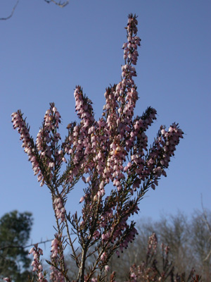 Erica erigena f.fl.1.JPG