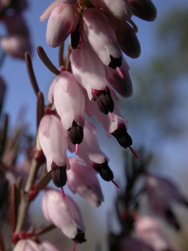 Erica erigena f.fl.28.JPG