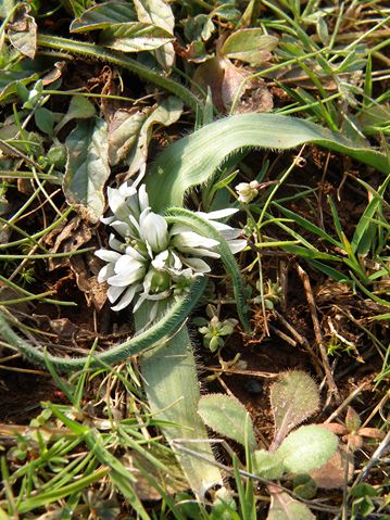 Allium chamaemolly Alzonne 12 03 10 (12) [640x480].JPG