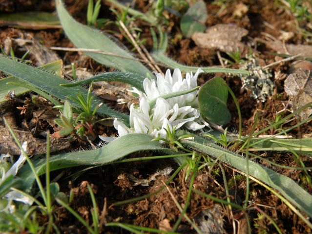 Allium chamaemolly Alzonne 12 03 10 (20) [640x480].JPG