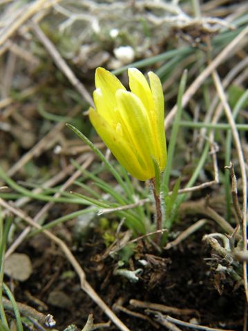 Gagea bohemica Marmorrières 12 03 10 (2) [640x480].JPG