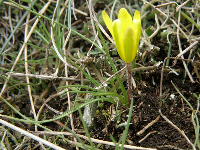 Gagea bohemica Marmorrières 12 03 10 (10) [640x480].JPG