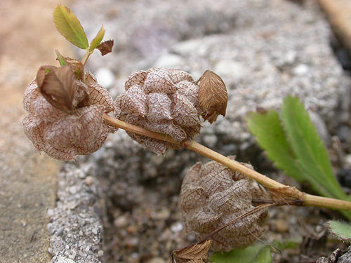 Trifolium.jpg