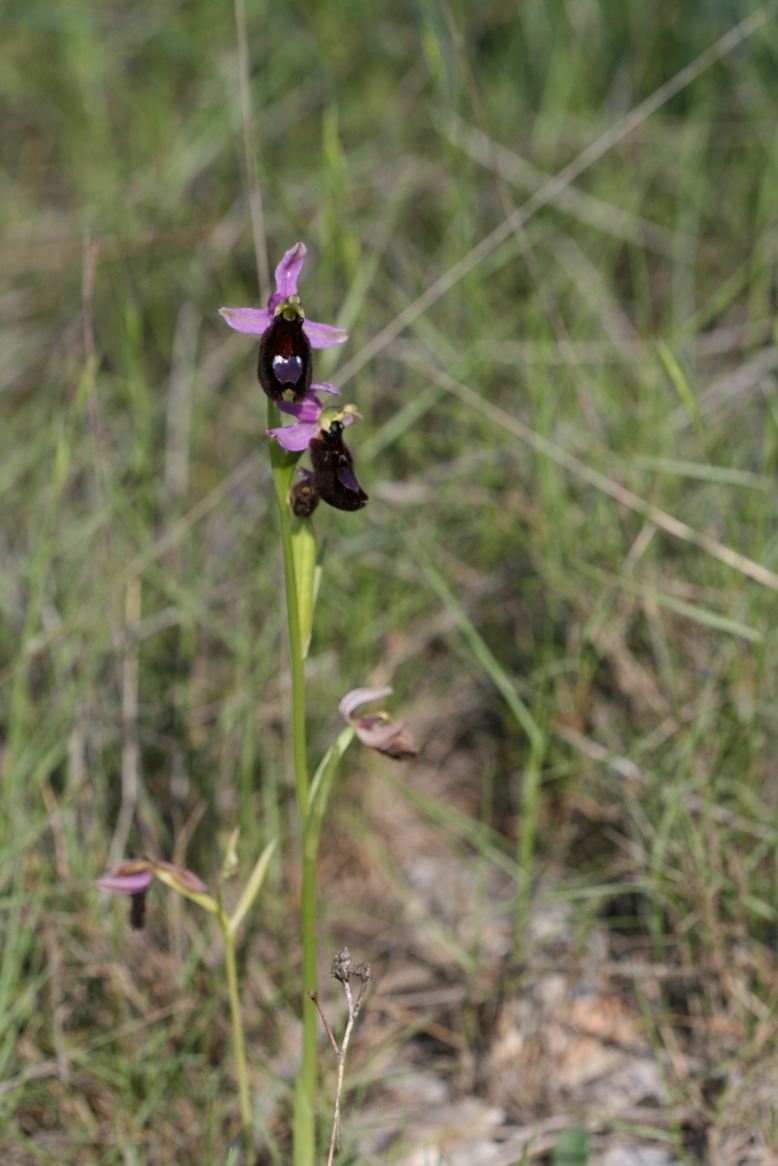 Ophrys bertolonii subsp saratoi 2.jpg