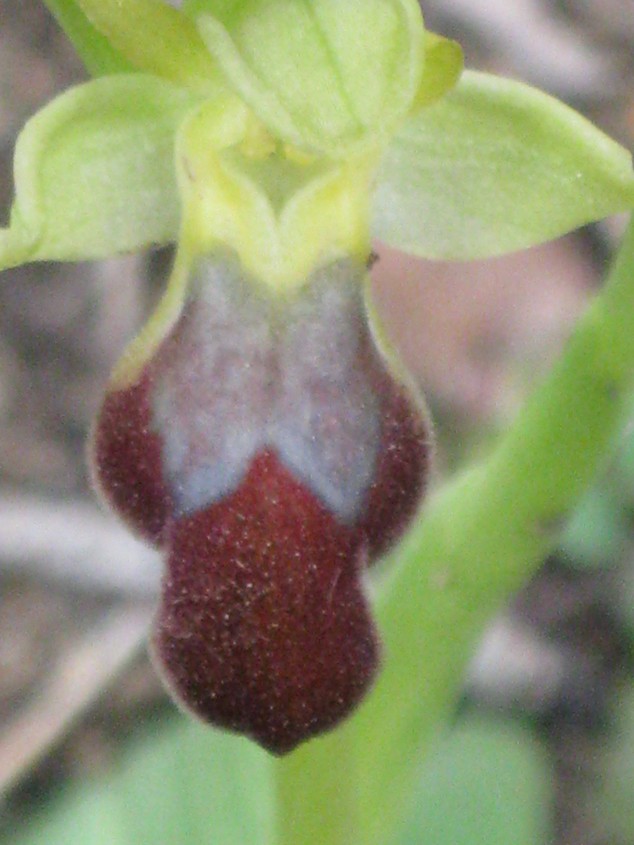 ophrys 012 [50%].JPG