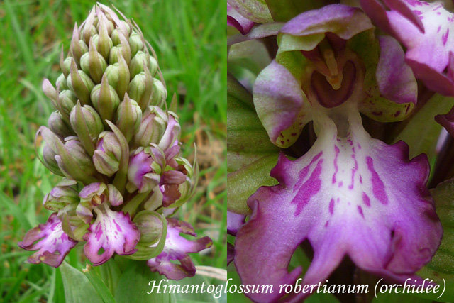 orchidée.jpg