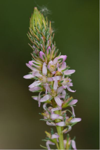 Myricaria germanica (4) [800x600].JPG