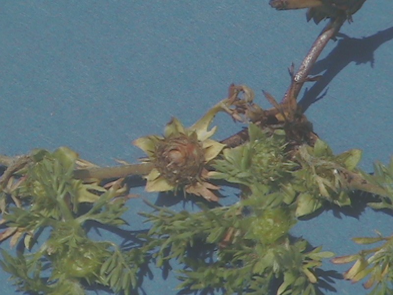 fleur 290508 020.jpg