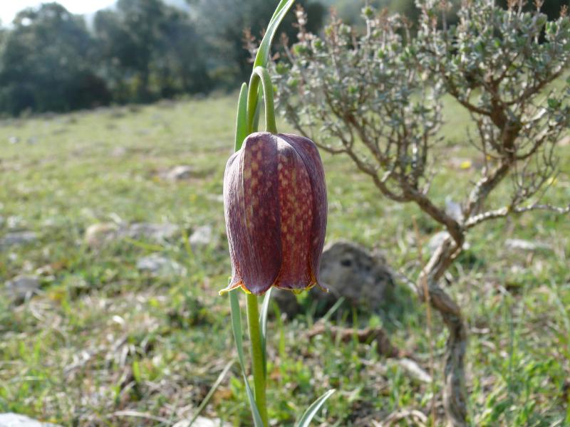 fritilliara nigra.jpg