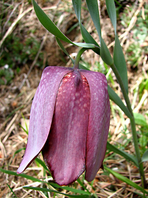 Fritillaire-du-Dauphiné--3.jpg