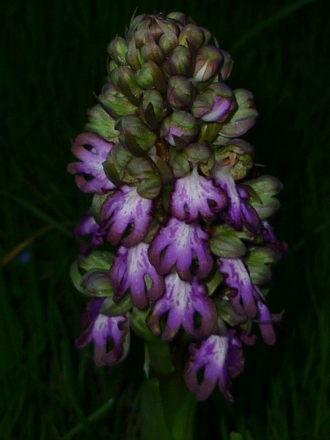 orchidée.jpg