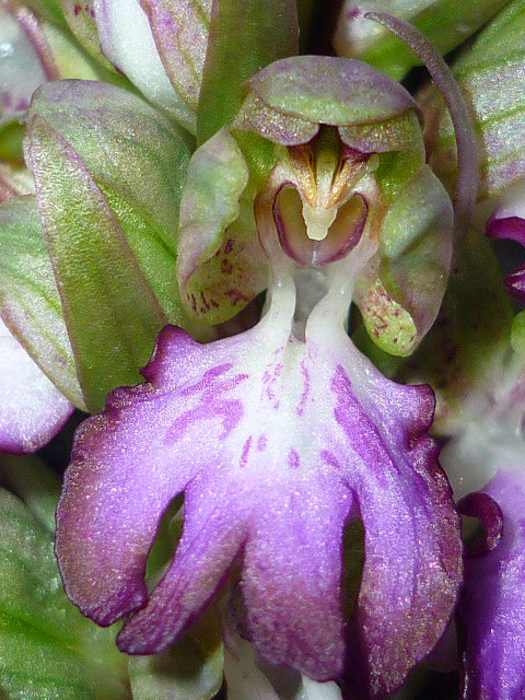 orchidée R.jpg