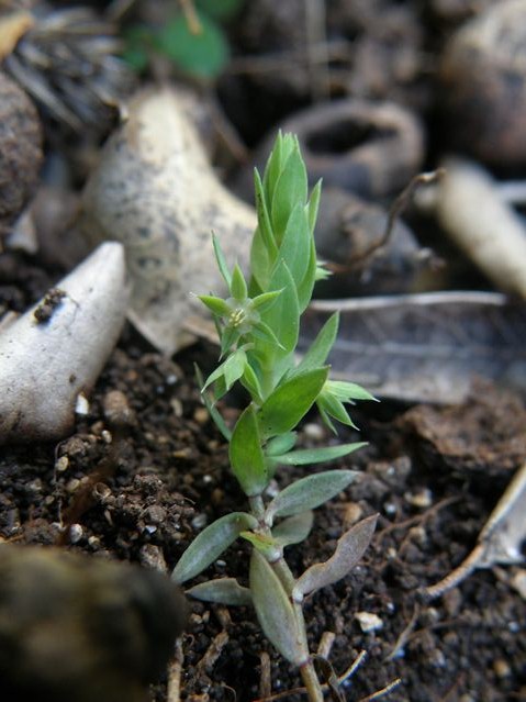 Asterolinon linum-stellatum Monze 26 03 10 (3) [640x480].JPG