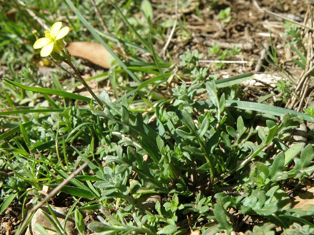 Diplotaxis muralis Monze 26 03 10 (3) [640x480].JPG