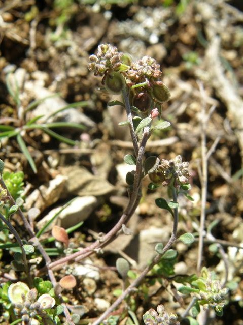 Clypeola jonthlaspi Monze 26 03 10 (7) [640x480].JPG