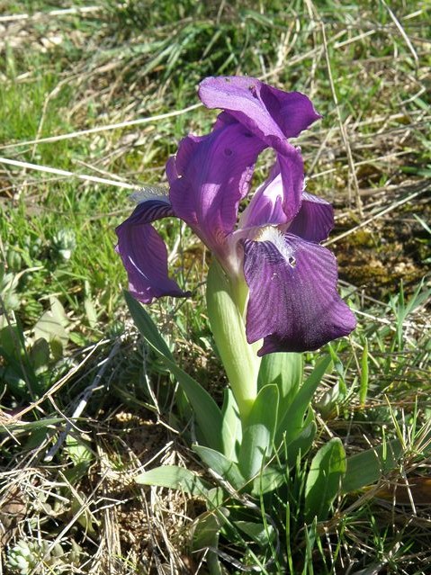 Iris lutescens Monze 26 03 10 (22) [640x480].JPG
