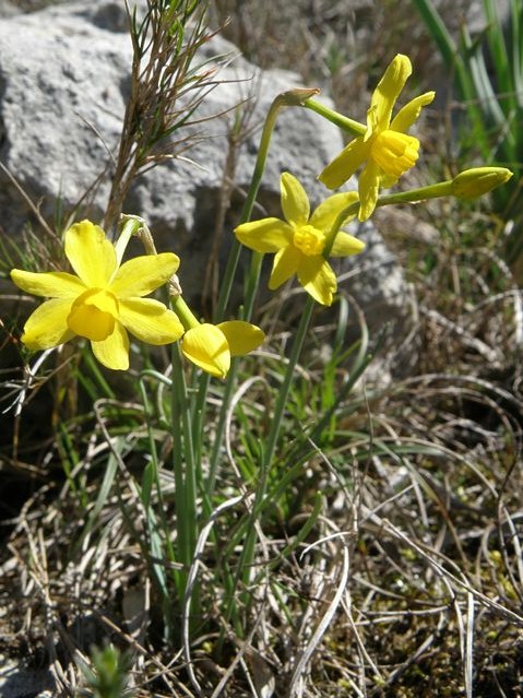 Narcissus assoeanus Monze 26 03 10 (6) [640x480].JPG