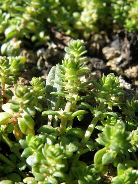 Valantia muralis Monze 26 03 10 (6) [640x480].JPG