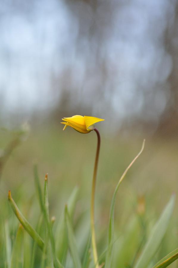 tulipa silvestris.jpg