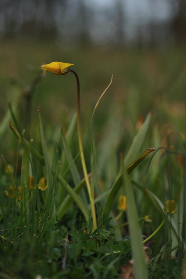 tulipe.jpg