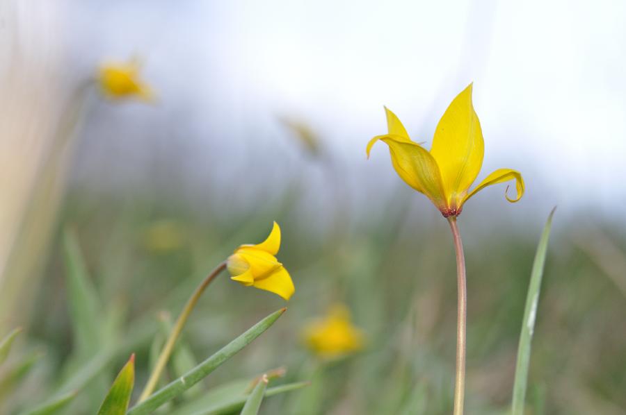 tulipe fleur.jpg
