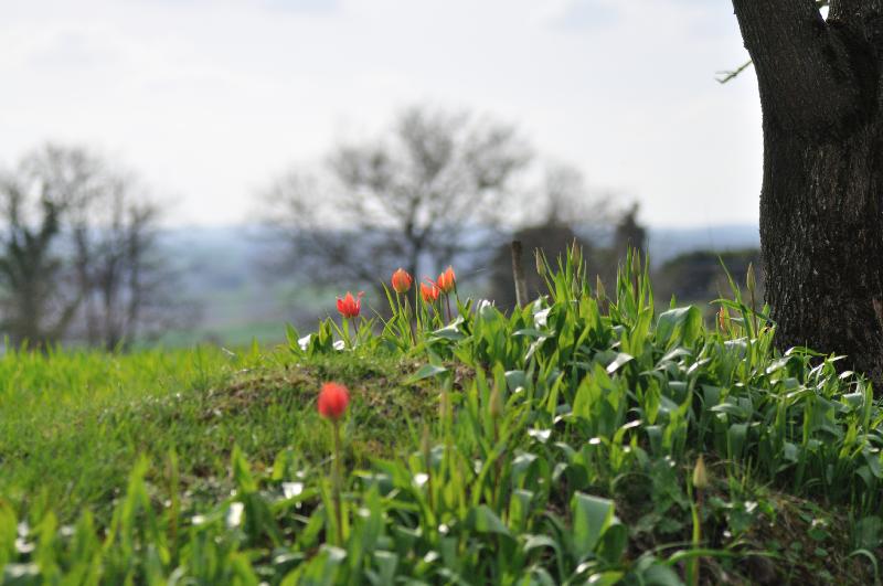 tulipa raddii.jpg