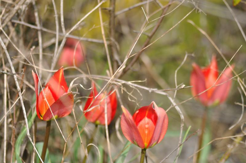 tulipa raddii 2.jpg