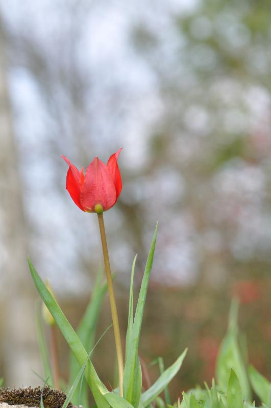 tulipa raddii 3.jpg