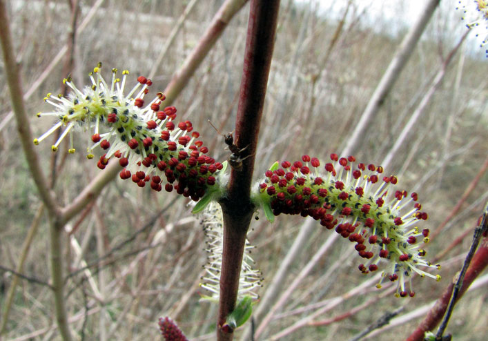 Salix-purpurea.jpg