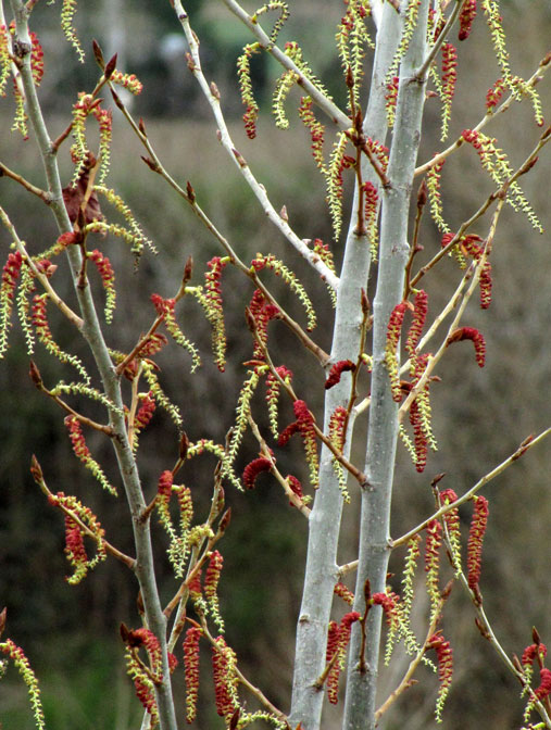 Populus.jpg