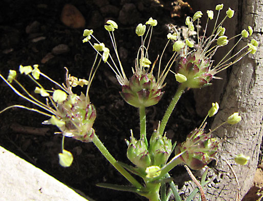 Plantago sempervirens.jpg