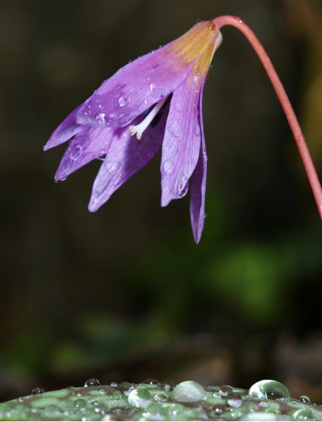 Erythronium dens-canis (3) - Copie [800x600].JPG