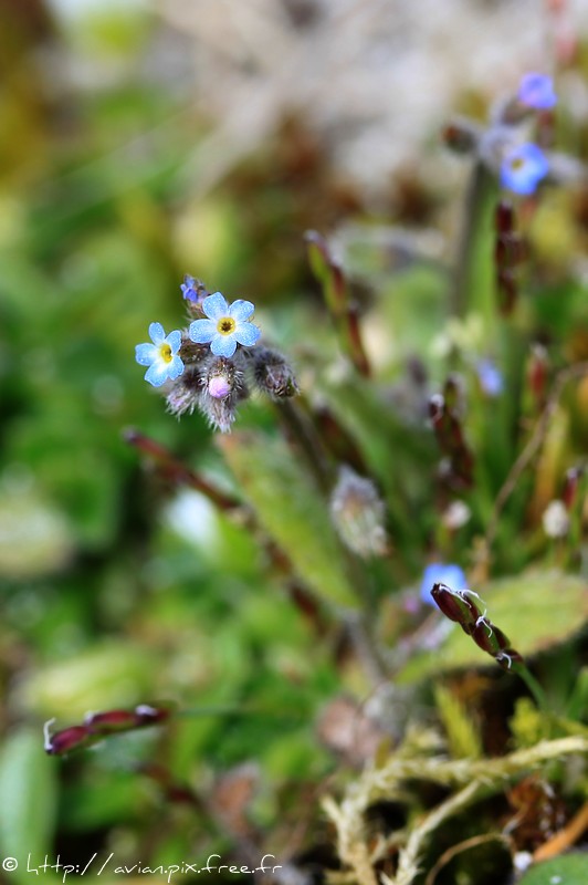 Myosotis ramosissima (fleur) le 05.04.10.jpg
