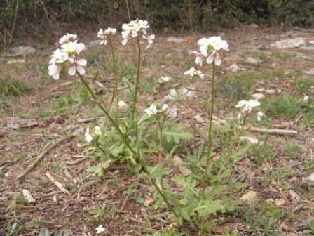 Diplotaxis erucoides.jpg