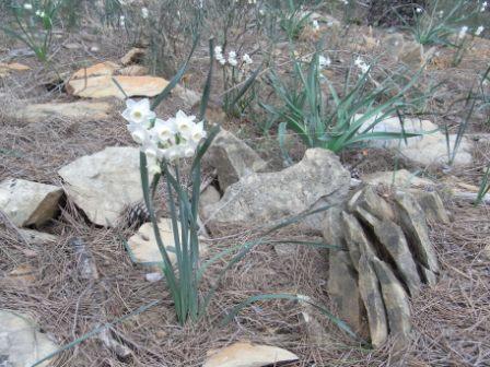 Narcissus dubius.jpg