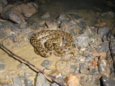 Natrix maura.jpg