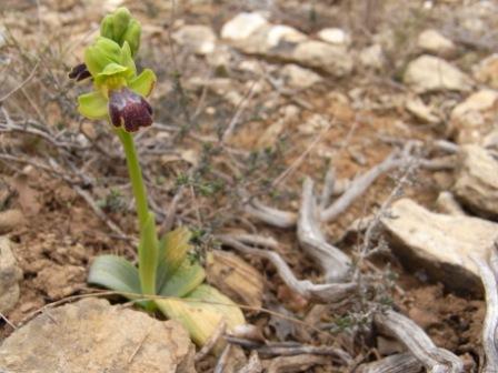 Ophrys fusca (bilunulata).jpg
