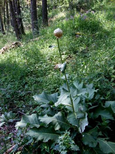 DSCF08881.jpg