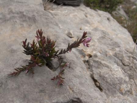 Polygala rupestris.jpg