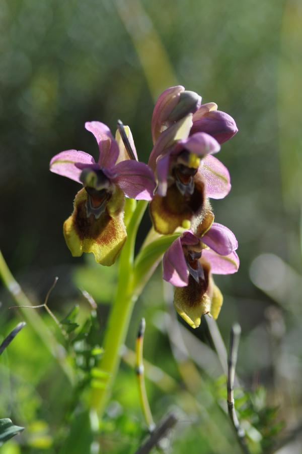 ophrys tentredinifera.jpg