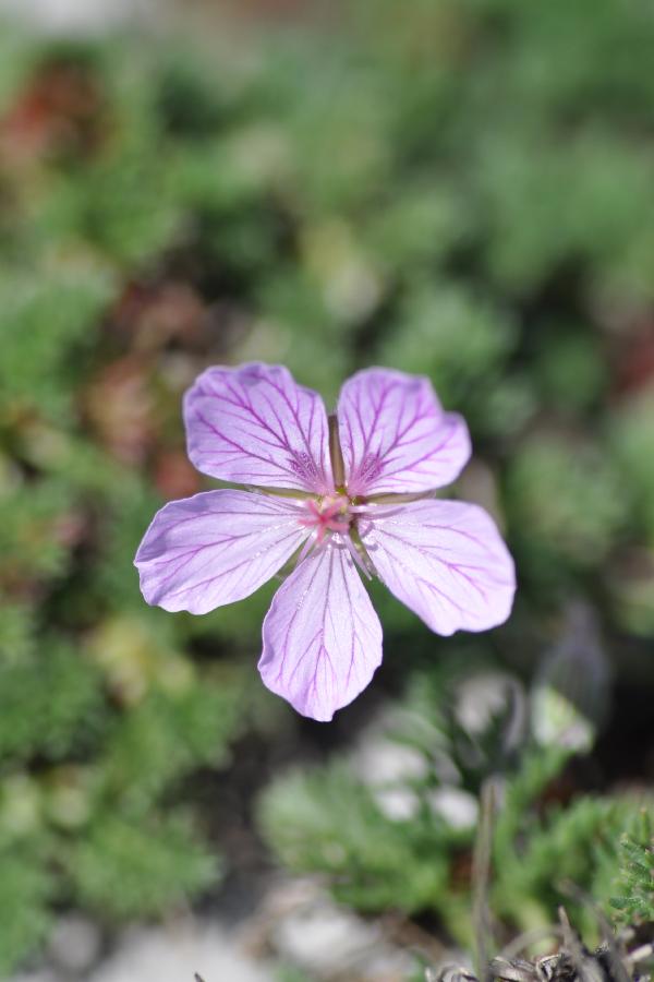 erodium foetidum.jpg