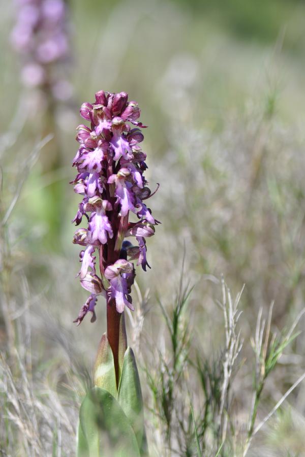 barlia robertiana.jpg