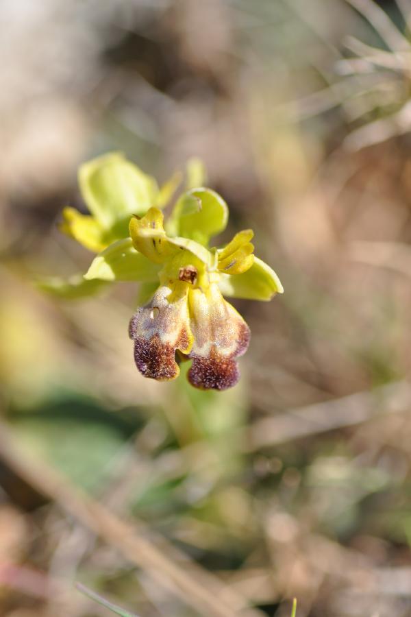 ophrys bilunulata.jpg