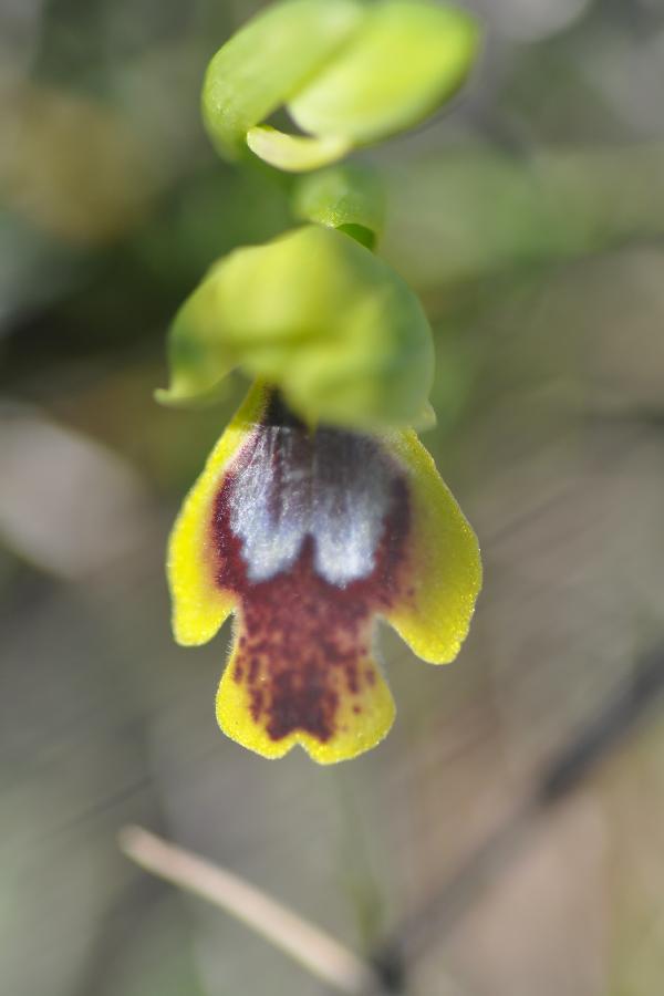 ophrys bilunulata 2.jpg