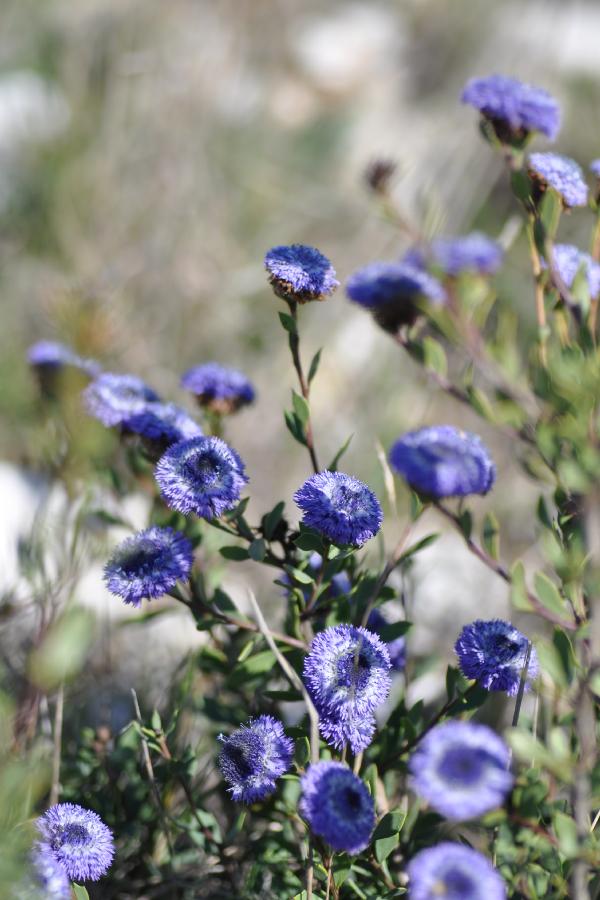 globularia alypum.jpg