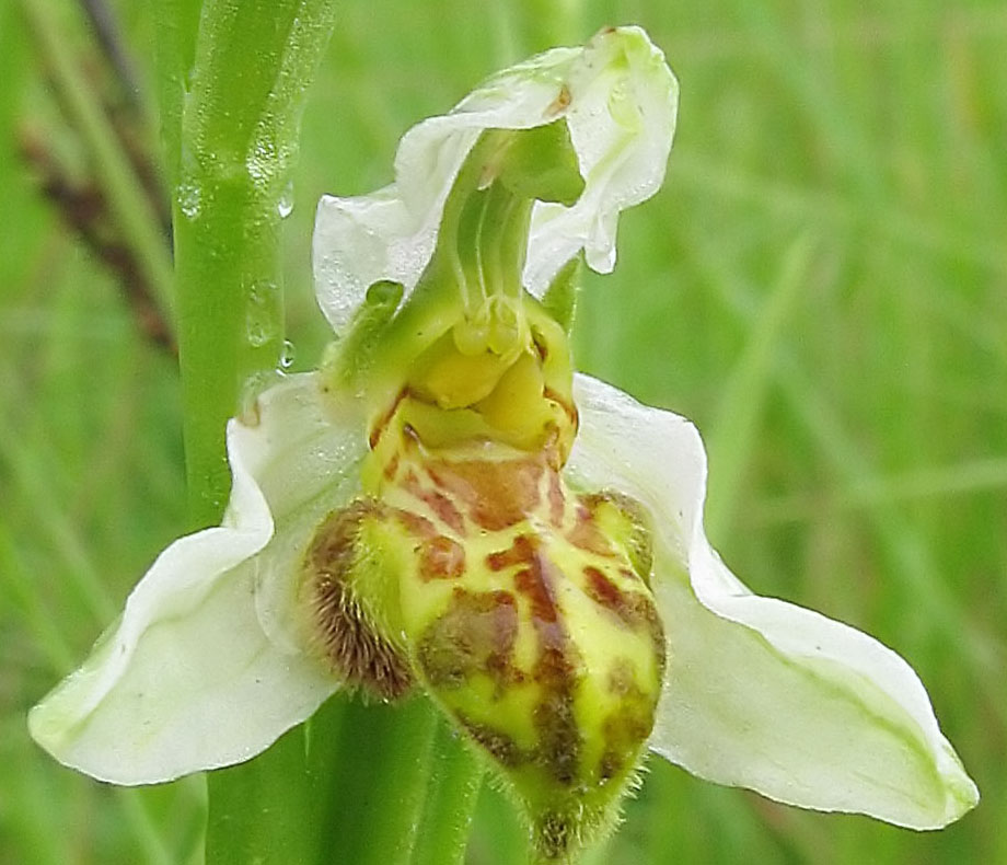 Ophrys .jpg