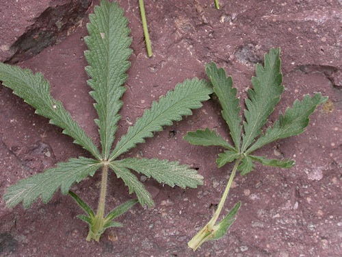 Potentilla recta + pedata - flles.jpg
